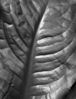 Skunk Cabbage, Olympic National Park, Washington, U.S.A.