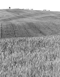 Colline Coltivate, Toscana, Italia
INFO