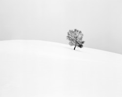 Albero sulla Neve, Mottarone, Piemonte, Italia
INFO