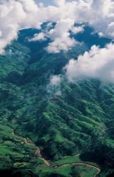 Nepali forest in the Dhaulagiri area