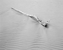 Ramo sulla Sabbia, Great Sand Dunes National Park and Preserve, Colorado, U.S.A.
INFO