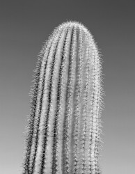 Saguaro Cactus, Studio #1; Saguaro National Park, Arizona, U.S.A.
INFO