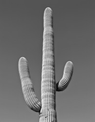 Saguaro Cactus, Studio #2; Saguaro National Park, Arizona, U.S.A.
INFO