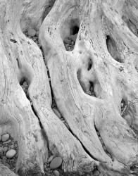 Tronco, Dettaglio, Rialto Beach, Olympic National Park, Washington, U.S.A.
INFO