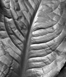 Skunk Cabbage, Olympic National Park, Washington, U.S.A.
INFO