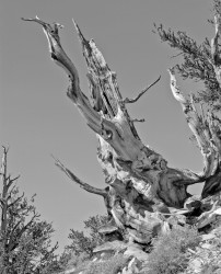 Bristlecone Pine #1, Bristlecone Pine Forest, California, U.S.A.
INFO