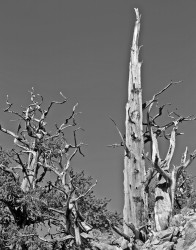 Alberi Contorti, Bristlecone Pine Forest, California, U.S.A.
INFO