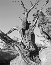 Tronco Morto, Dead Horse Point, Canyonlands National Park, Utah, U.S.A.
INFO